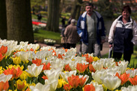 Keukenhof Lisse