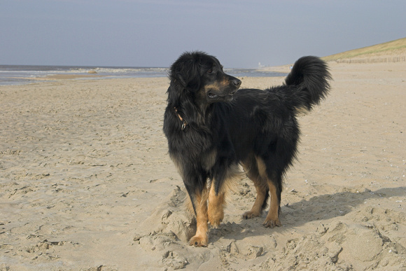 Noordwijk beach