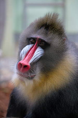 Tierpark Hellabrunn