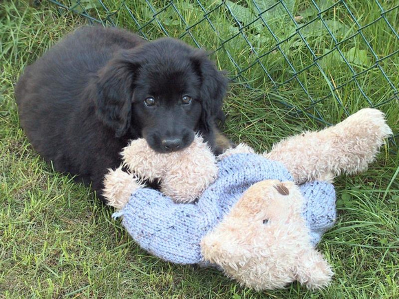 The teddy bear that was in the living room