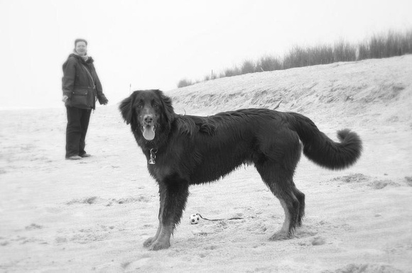 Muddy dog